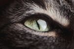 宠物猫 
