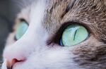 宠物猫 