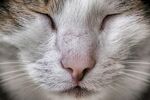 宠物猫 