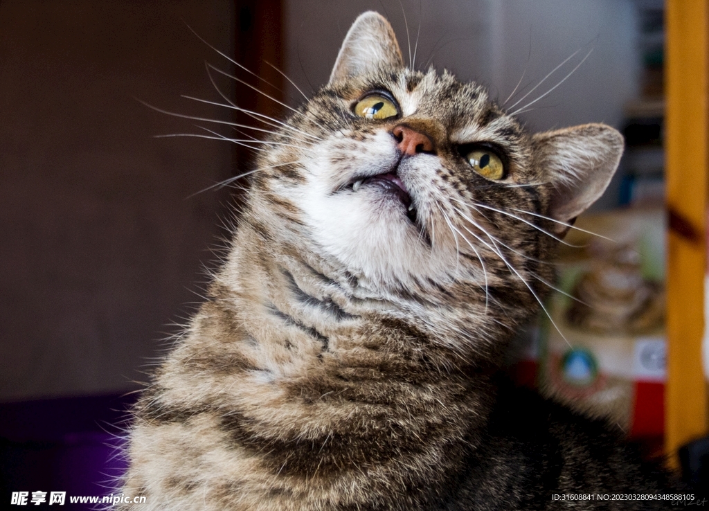 宠物猫