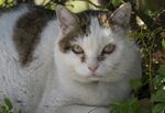 宠物猫 