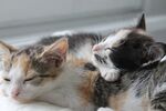 宠物猫