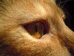 宠物猫 