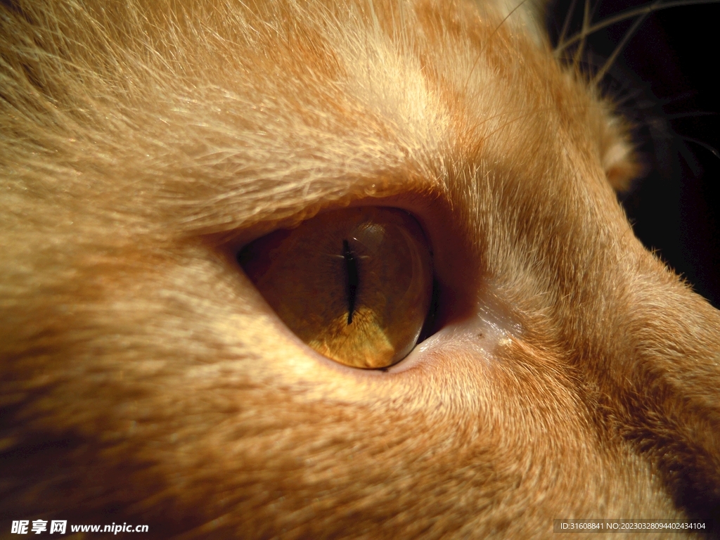 宠物猫 