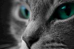 宠物猫 