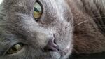 宠物猫 