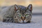宠物猫 