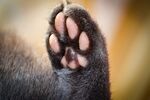 宠物猫