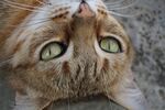 宠物猫 