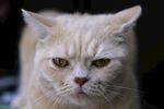 宠物猫 