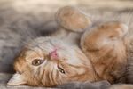 宠物猫