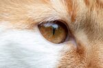 宠物猫 