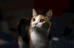 宠物猫