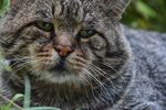 宠物猫 