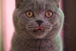 宠物猫 