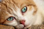 宠物猫