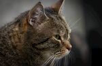 宠物猫
