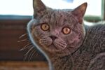 宠物猫 