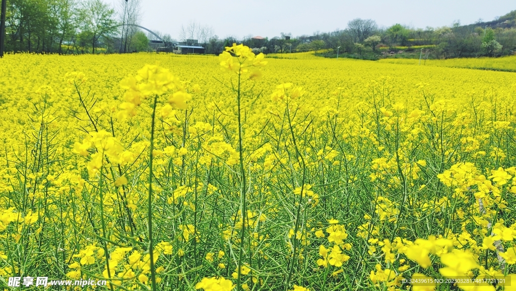 油菜花