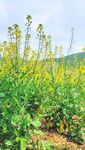 油菜花