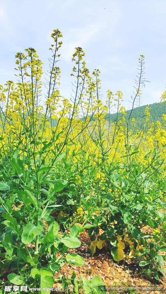 油菜花