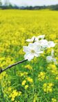 油菜花