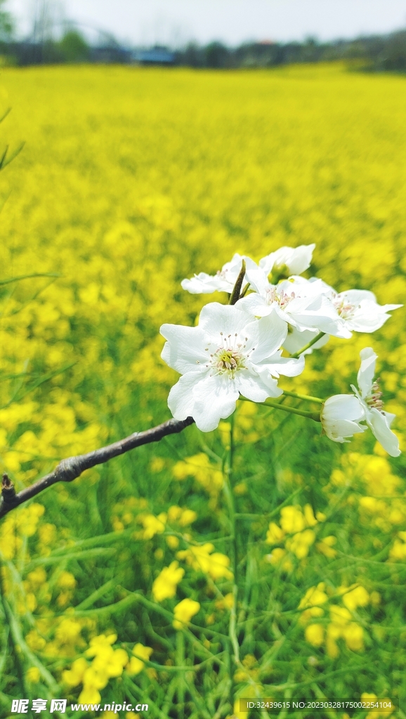 油菜花