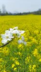 油菜花