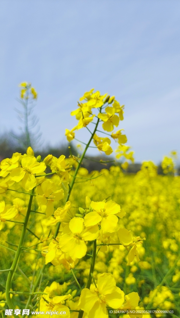 油菜花