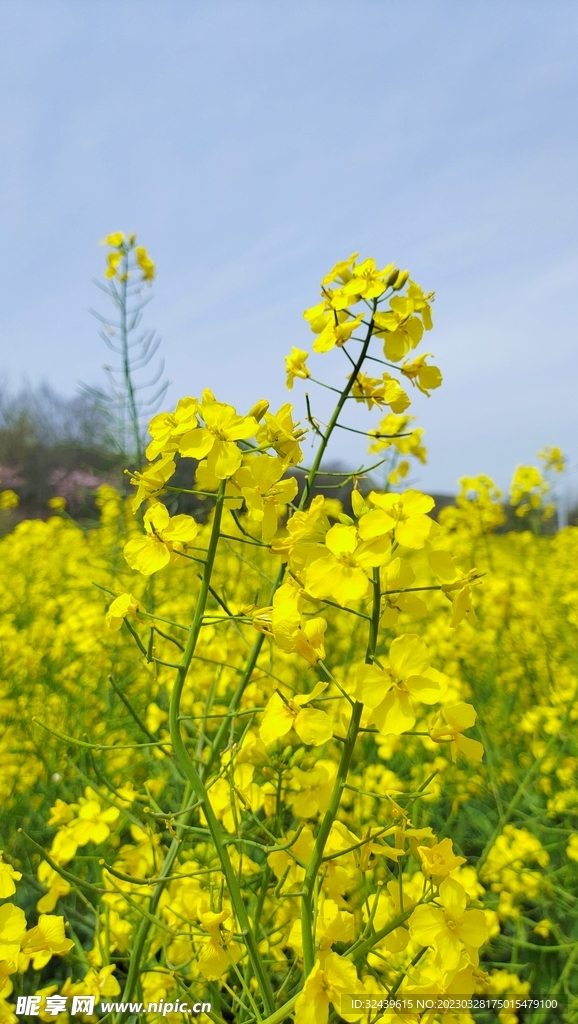 油菜花