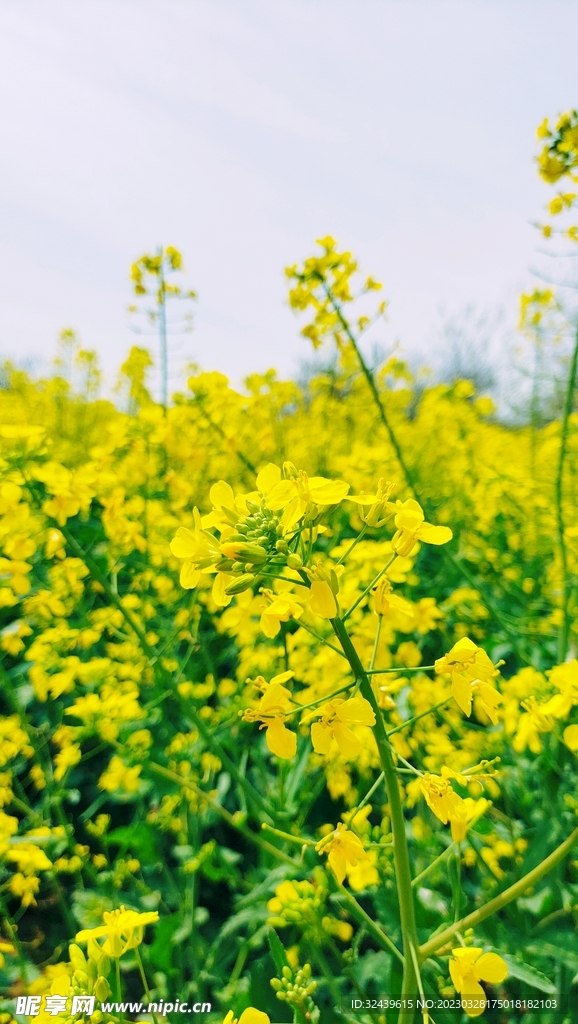 油菜花