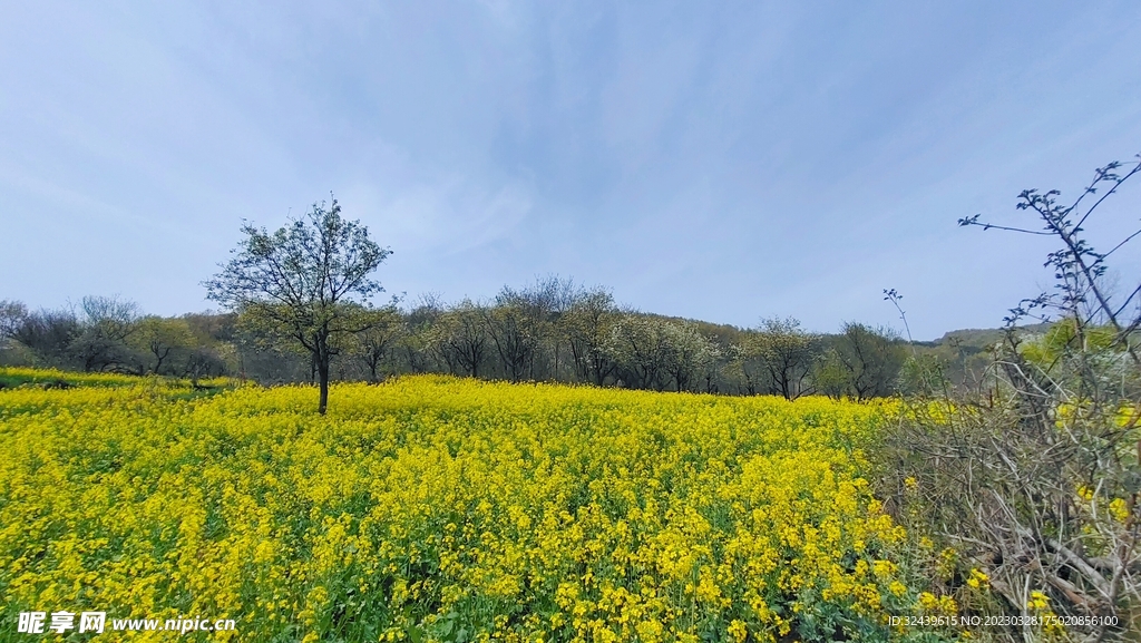 油菜花