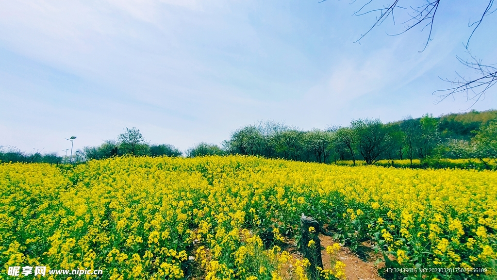 油菜花