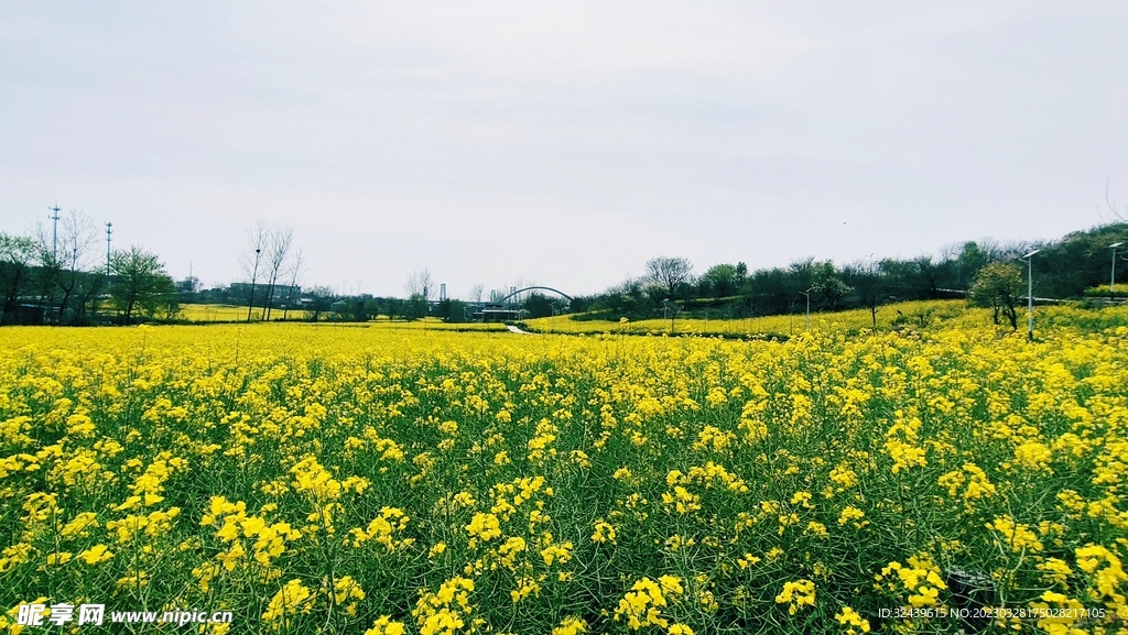 油菜花