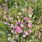 格桑花