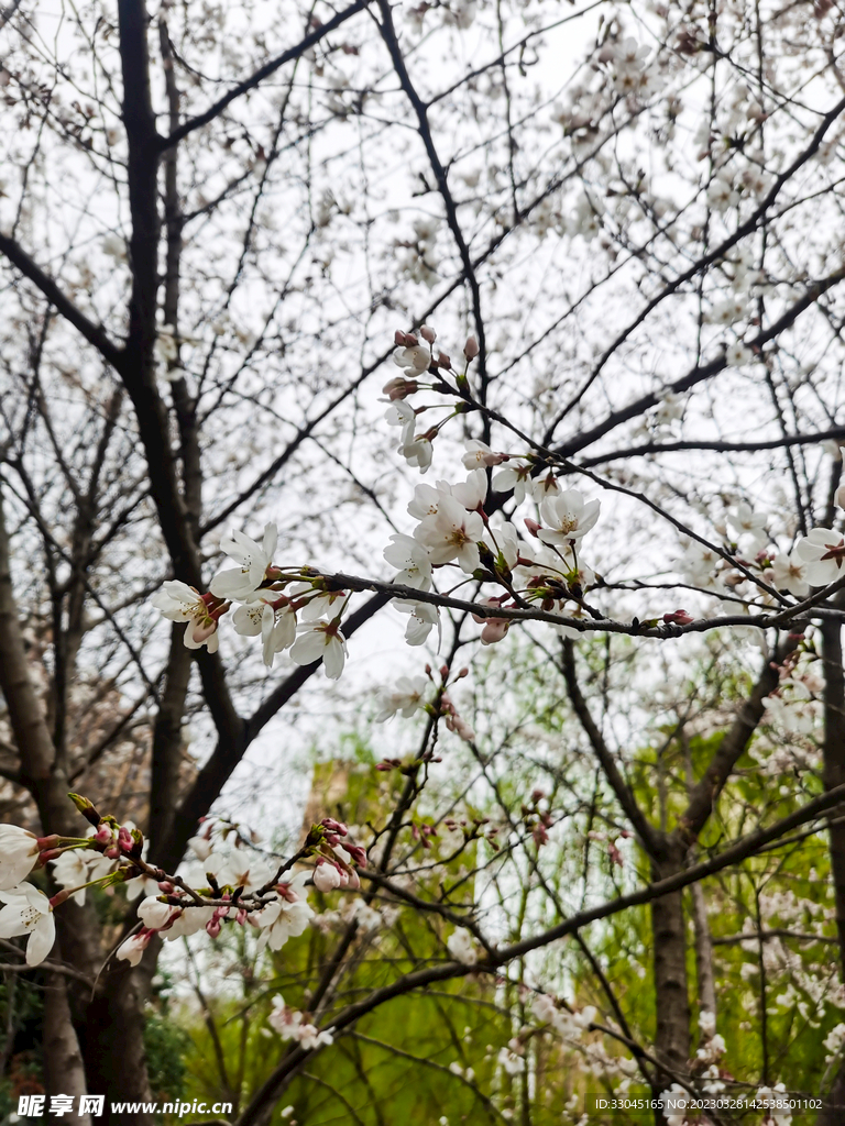 樱花花枝