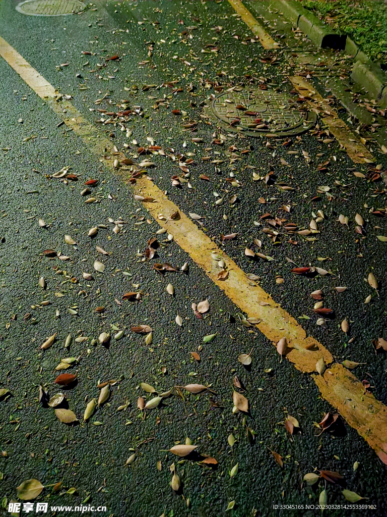 雨后的落叶