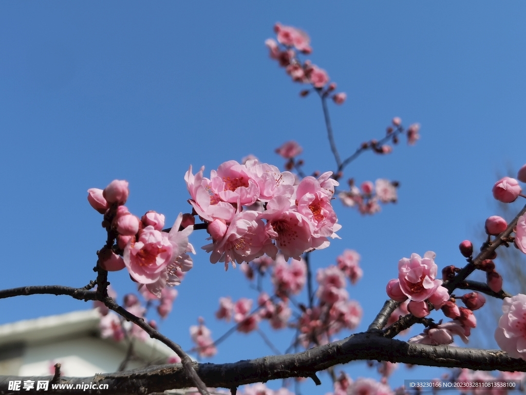 春日桃花盛开枝头烂漫