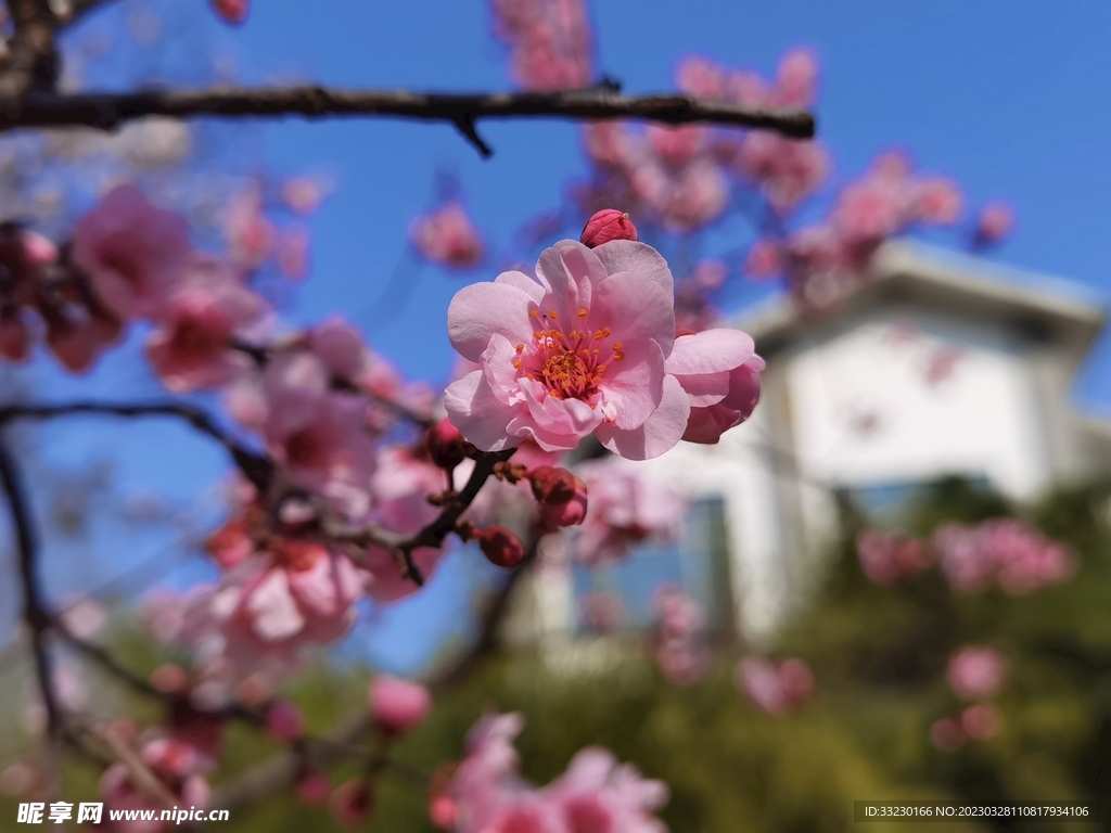 春天桃花朵朵盛开