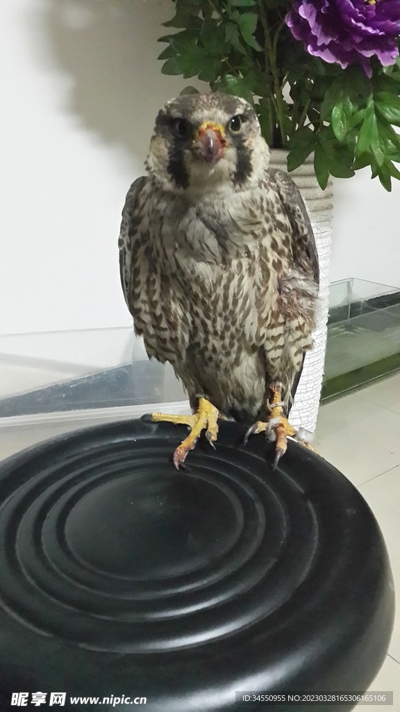 飞鸟
