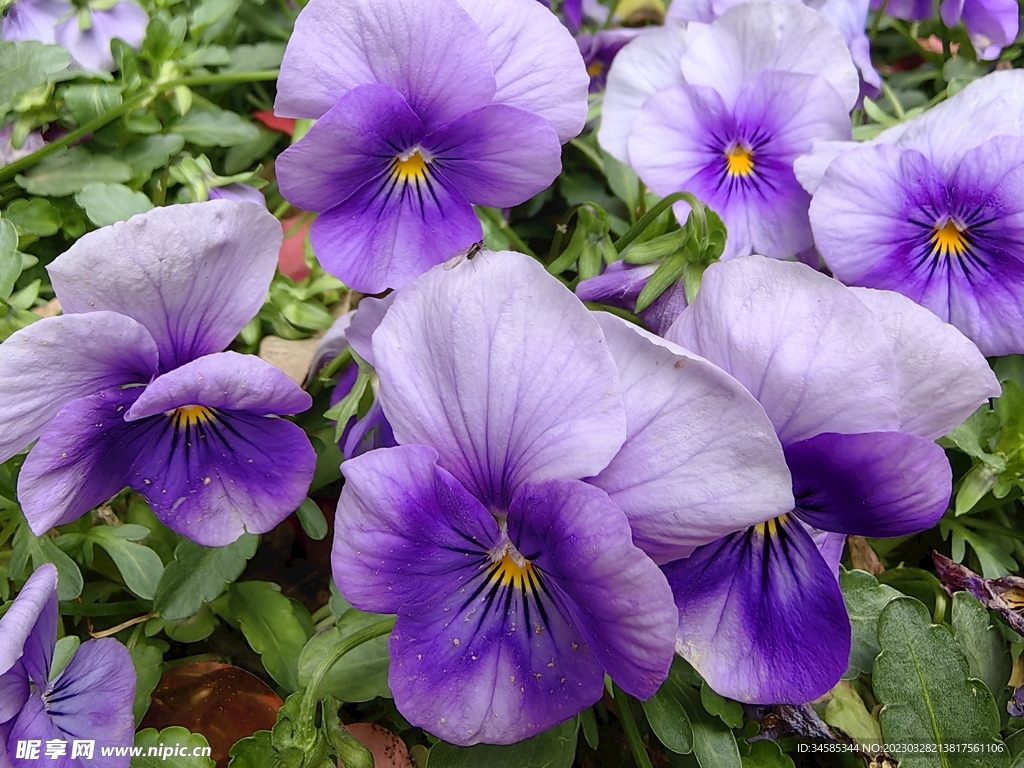 花 紫色 紫色的小花 - Pixabay上的免费照片 - Pixabay