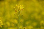 春天一片朵金黄油菜花