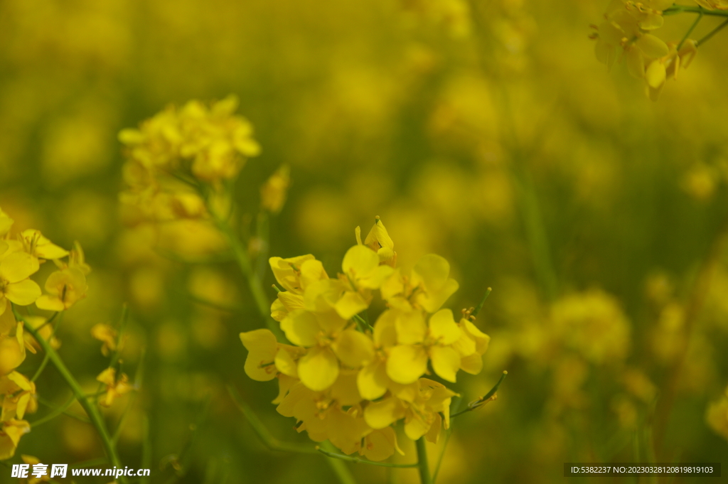 春天一片朵金黄油菜花