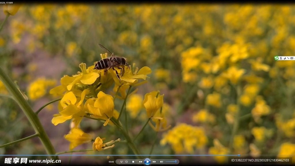 春天一片金黄油菜花小蜜蜂视频