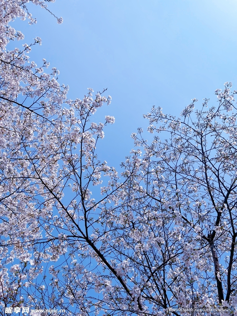 樱花