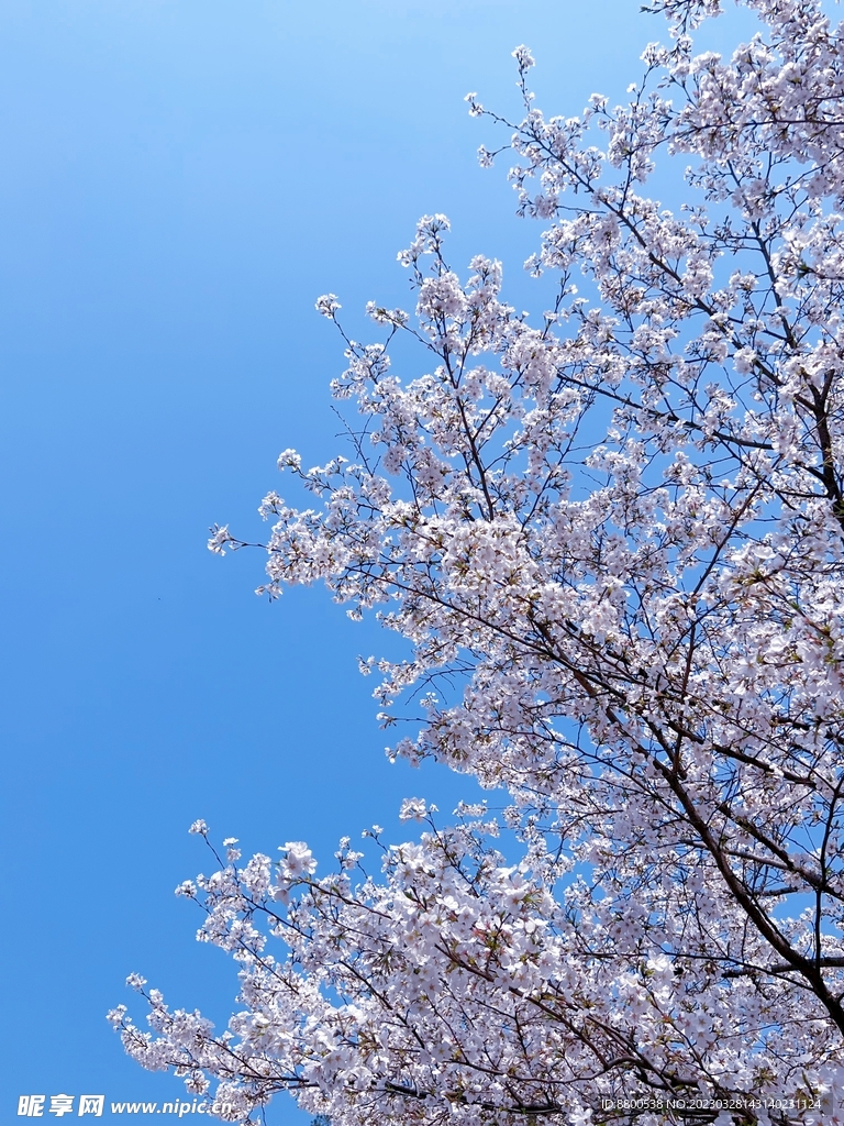樱花