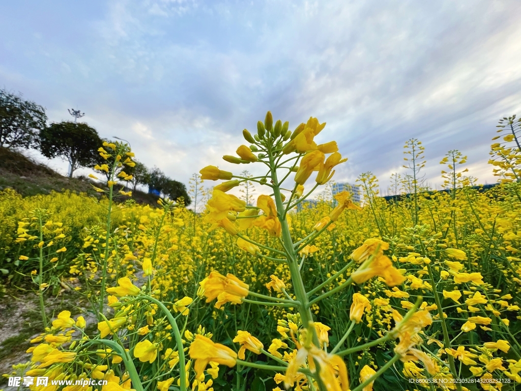 油菜花