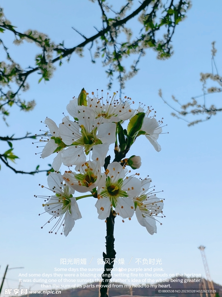 梨花