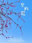 紫荆花 