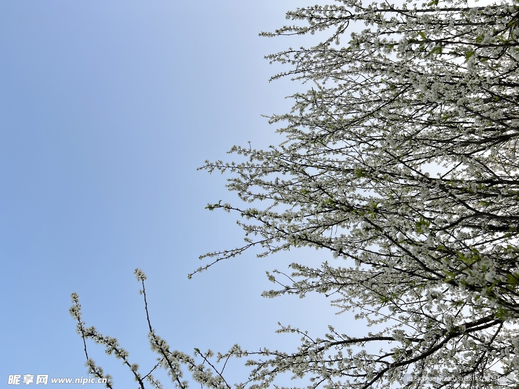 梨花